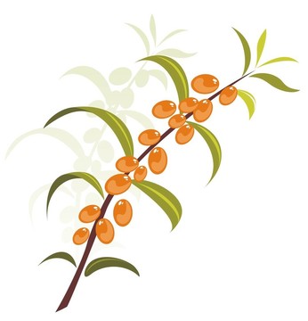 沙棘漿果