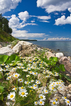 camomiles