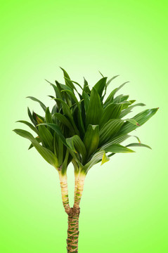 龍血樹屬植物對漸變背景
