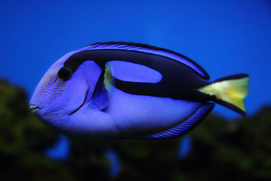 奇特的海中的魚