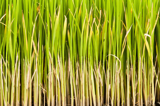 水稻植株