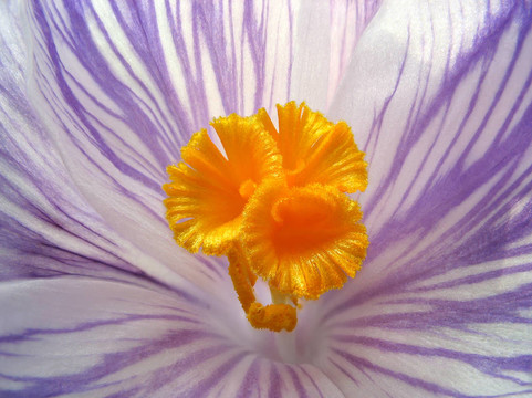 花內(nèi)。橙色的雄蕊的番紅花。宏