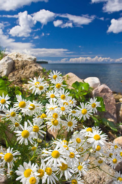 camomiles