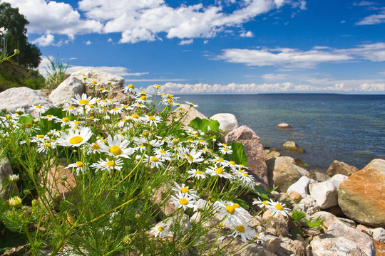 camomiles