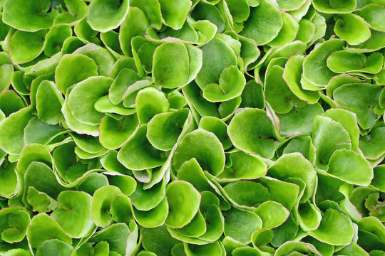 保持生長的生菜綠葉準備收獲