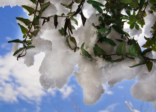 雪下植物枝