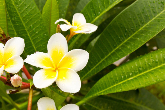 Lan Thom White的花