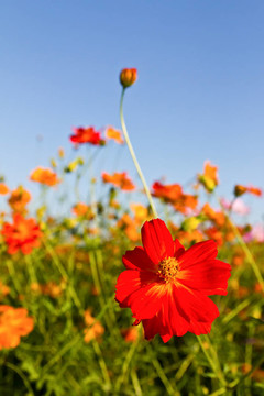 宇宙的花朵的花園