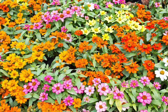 花園里五顏六色的花