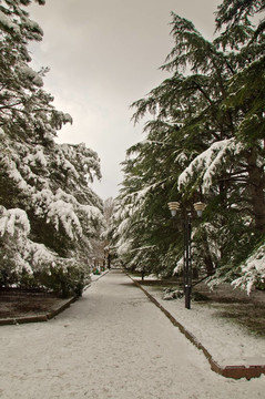 樹木覆蓋的雪