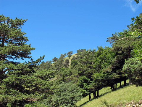 草原和高山