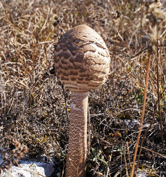 蘑菇