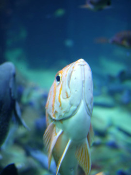 黃色的魚