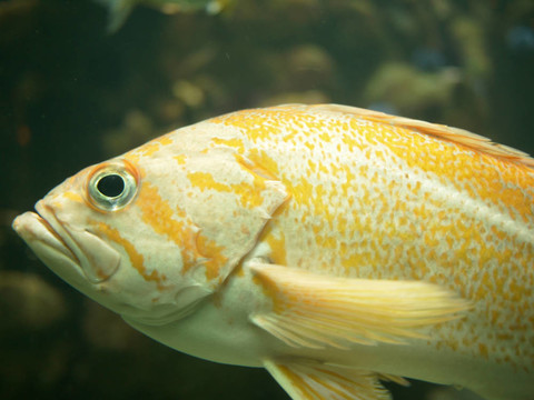 黃色熱帶魚