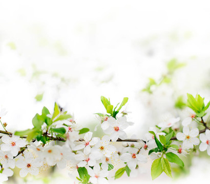 樹(shù)枝上的白花