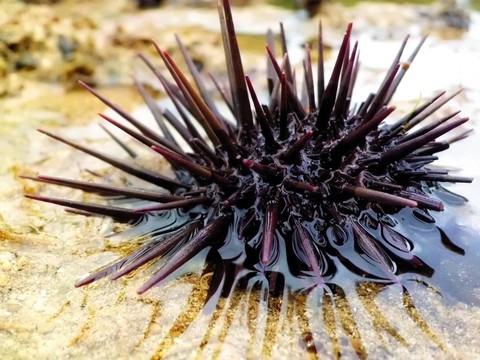 海膽