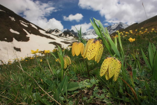 Flowers；山地植物