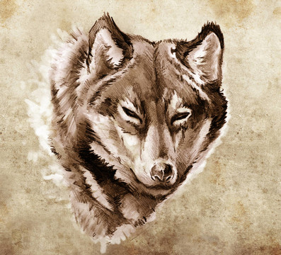 紋身藝術(shù)素描；保魯夫頭插圖