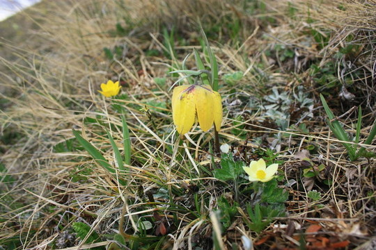 Flowers；山地植物