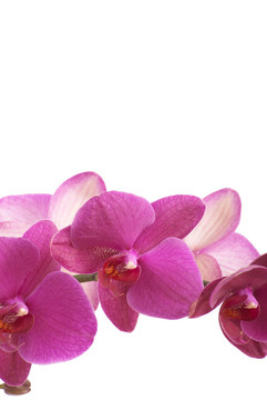 蘭花
