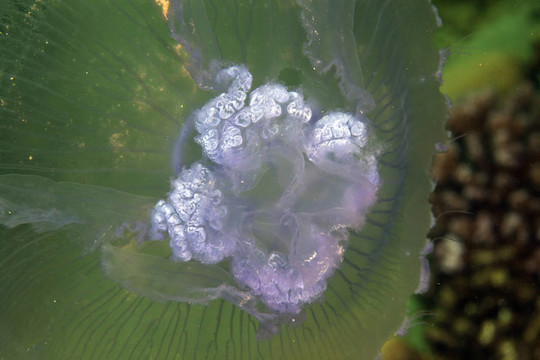 Moon jellyfish（海月水母）在紅海。