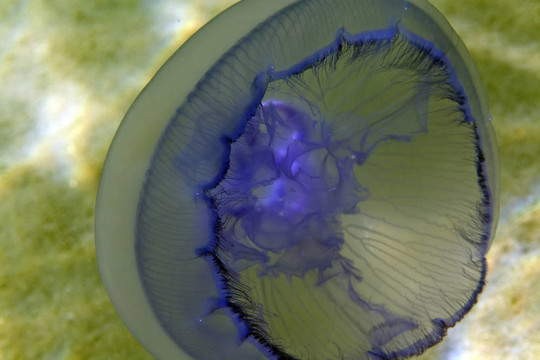 Moon jellyfish（海月水母）