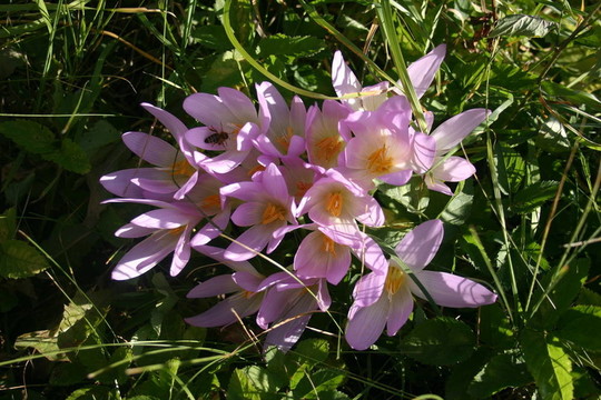 Flowers；山地植物