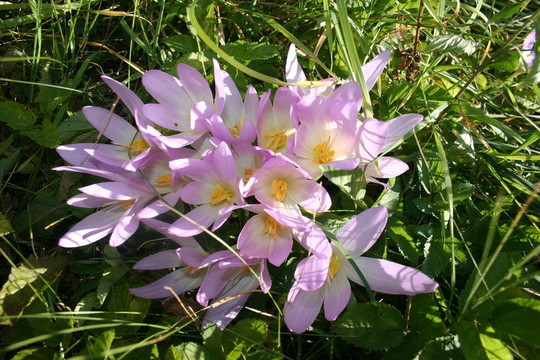 Flowers；山地植物