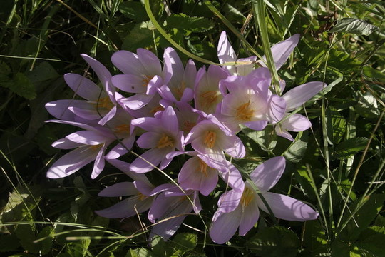 Flowers；山地植物