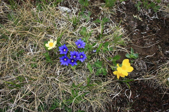 Flowers；山地植物