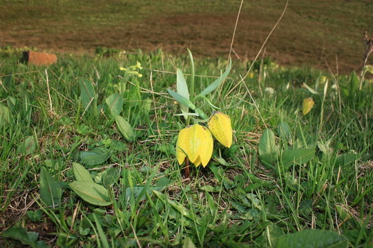 Flowers；山地植物