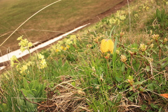 Flowers；山地植物