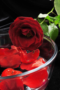 在一个黑暗的褶皱花瓣物质环境的红玫瑰