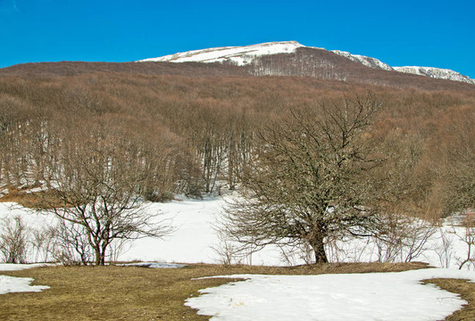 山和森林