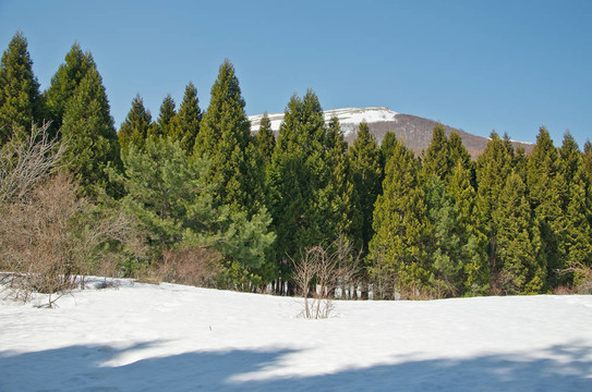在mountaine紅杉樹林