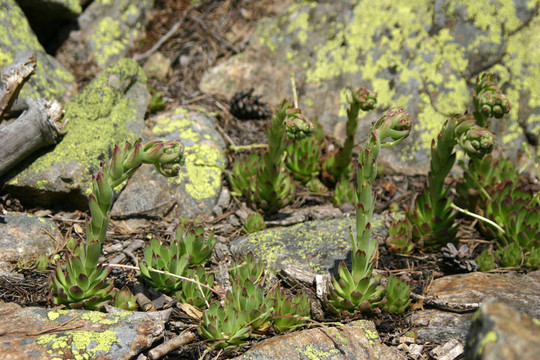 Flowers；山地植物