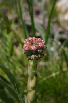 Flowers；山地植物