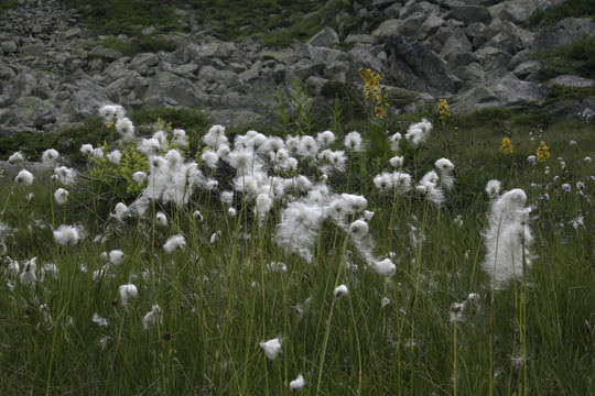 Flowers；山地植物