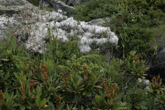 Flowers；山地植物