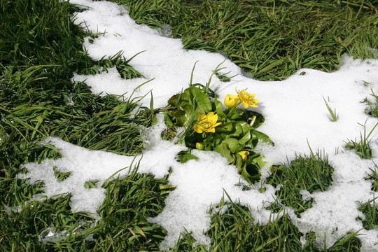 Flowers；山地植物