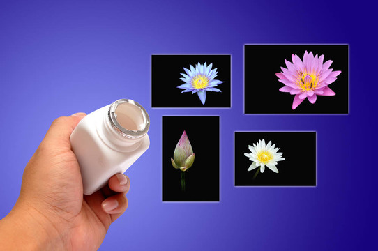 荷花圖片