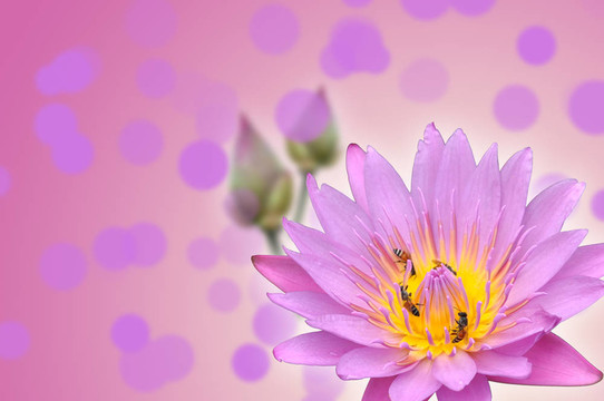蓮花