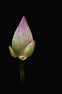 蓮花
