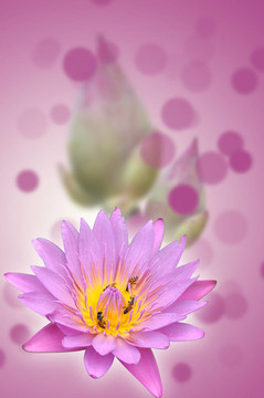 蓮花