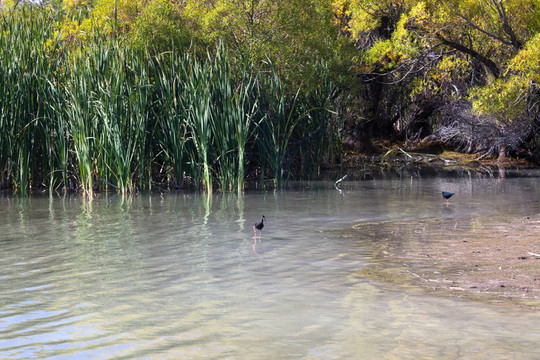 Black Stilt（黑長(zhǎng)腳鷸）