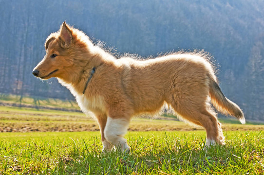 牧羊犬仔