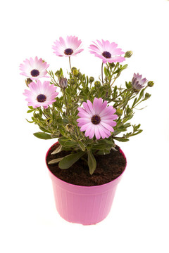 鍋與非洲雛菊（Dimorphotheca Pluvialis）分離