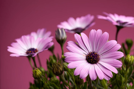 粉紅色的非洲雛菊（Dimorphotheca Pluvialis）