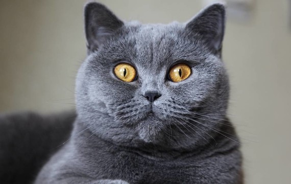 太太的貓