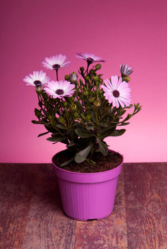 盆栽粉色非洲菊（Dimorphotheca Pluvialis）
